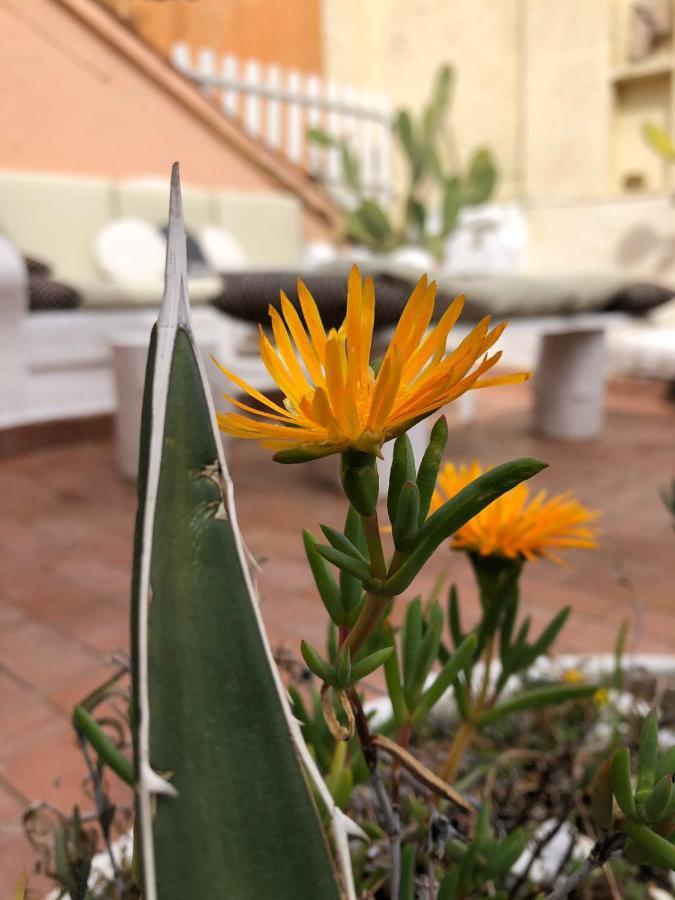 Navona Sunshine Big Terrace Διαμέρισμα Ρώμη Εξωτερικό φωτογραφία